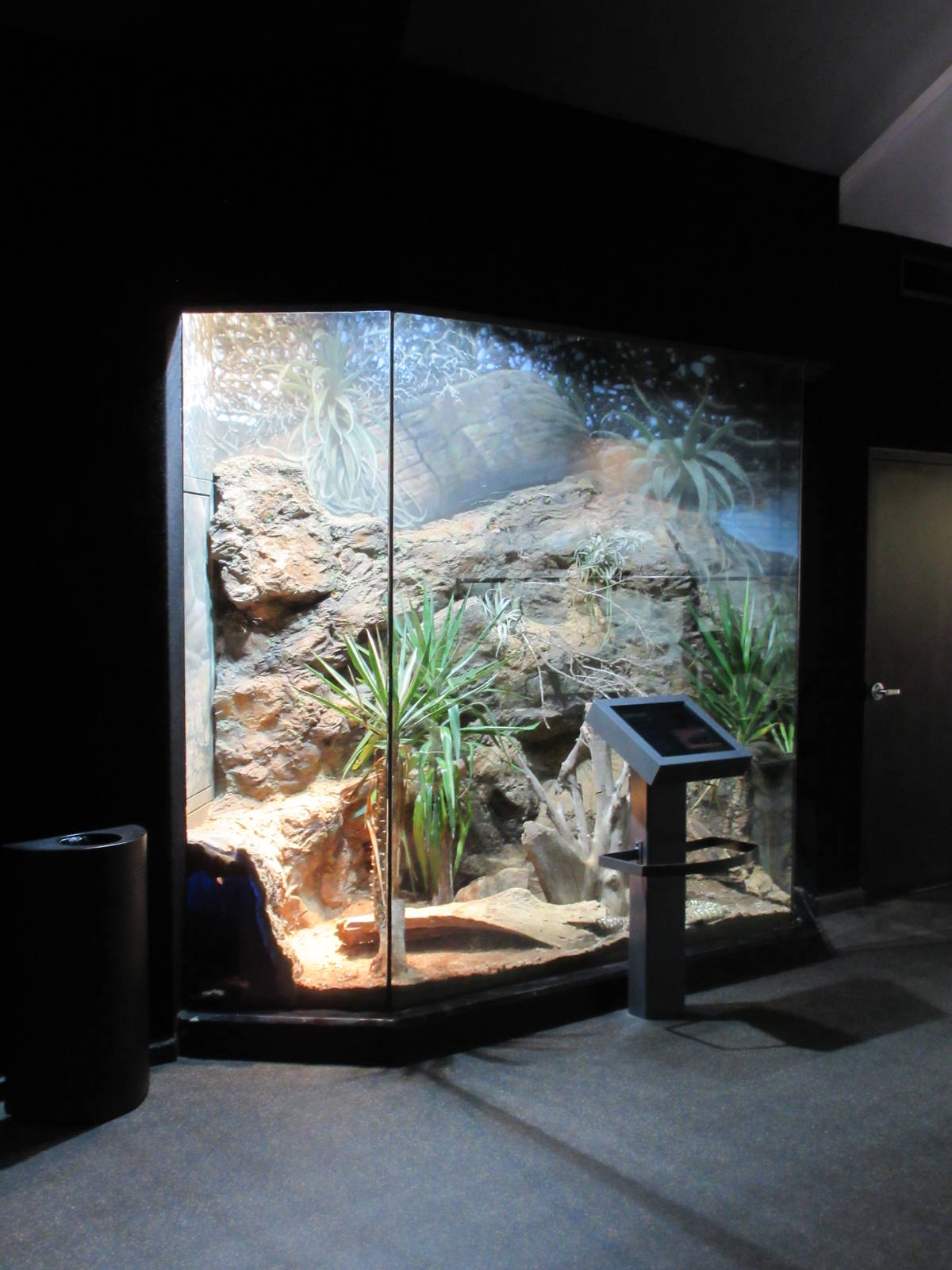 MOLA - Indigo Snake Exhibit