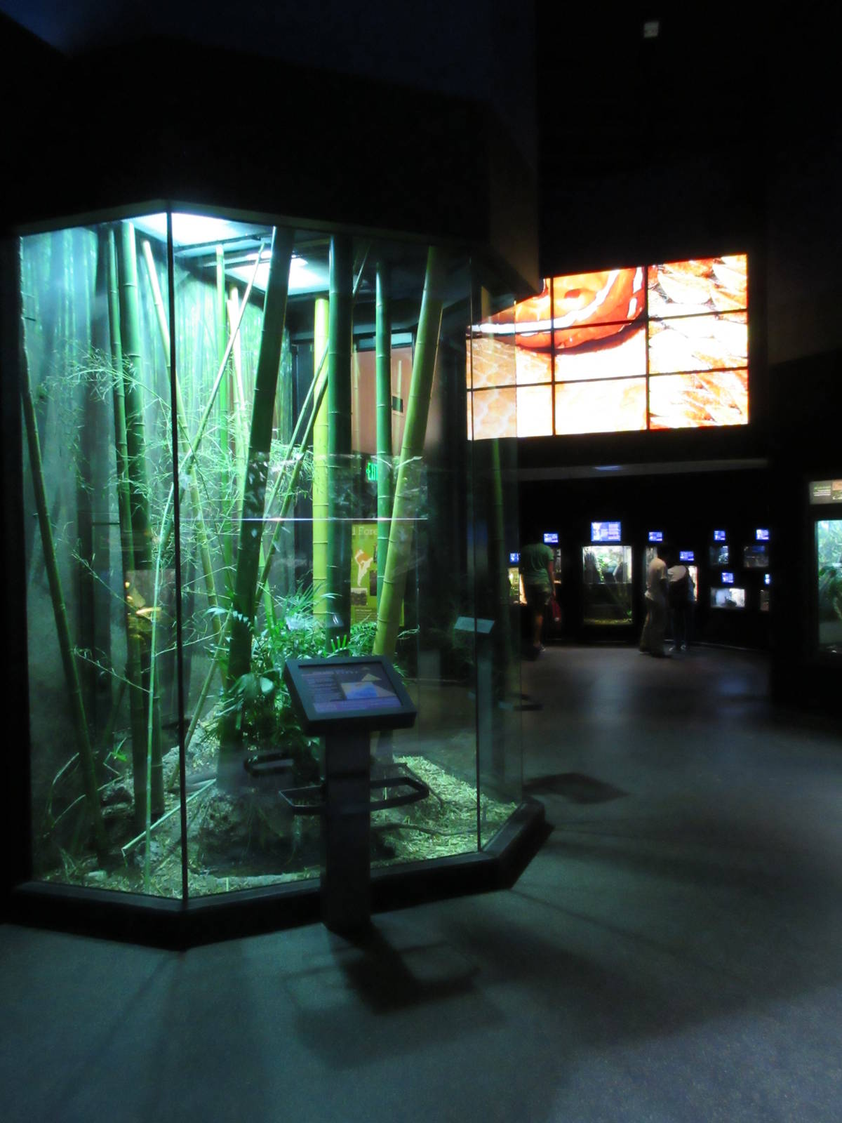 MOLA - King Cobra Exhibit