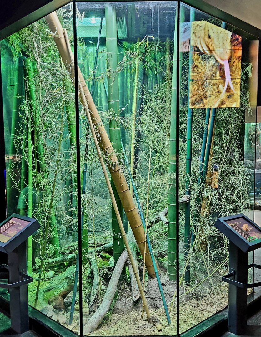 MOLA - King Cobra Exhibit