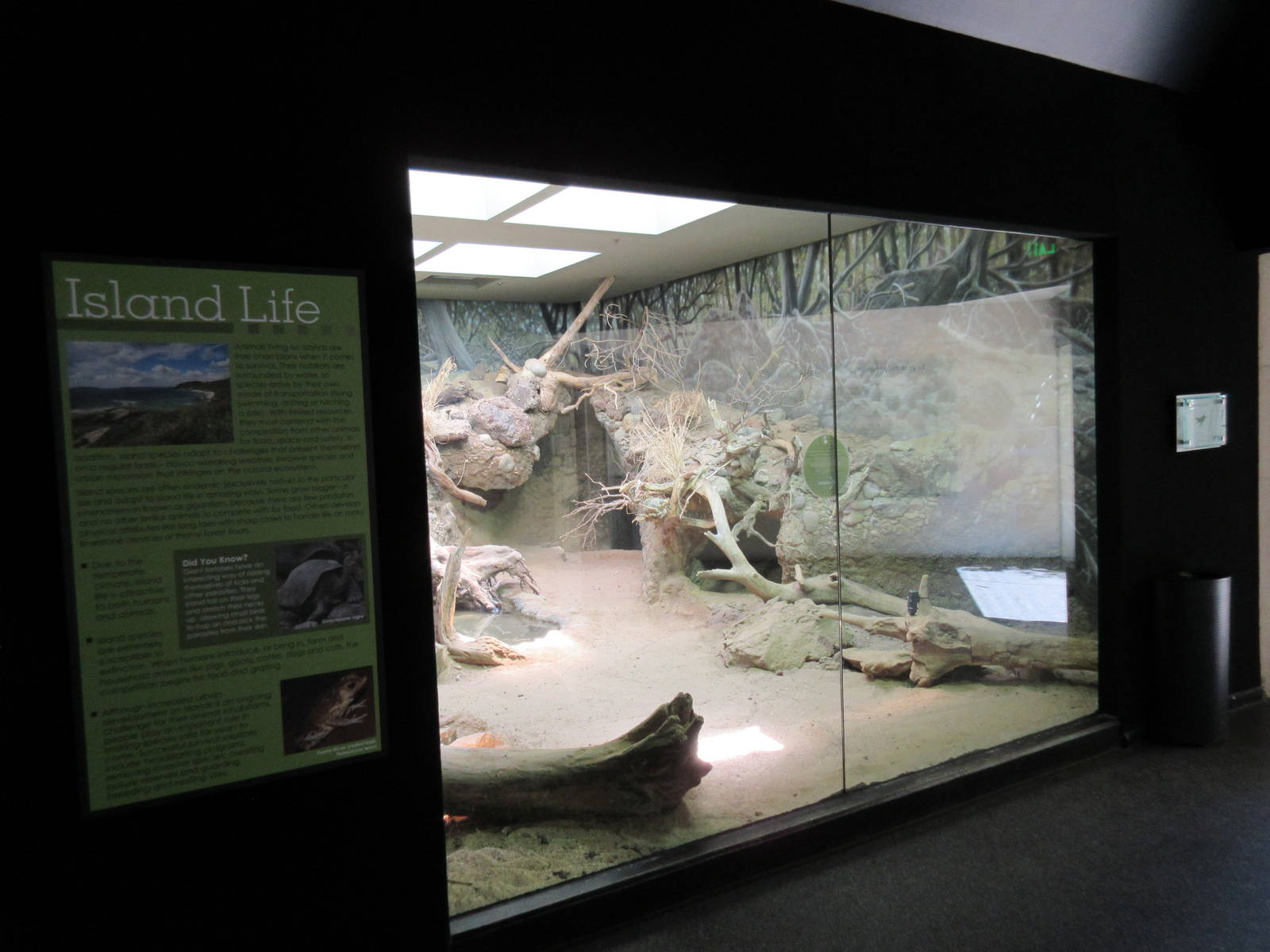 MOLA - Komodo Dragon Indoor Exhibit