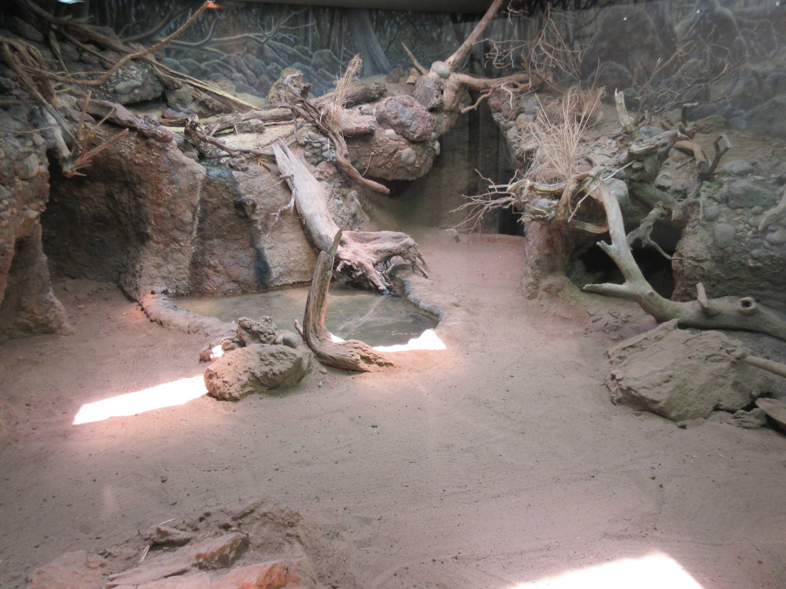 MOLA - Komodo Dragon Indoor Exhibit