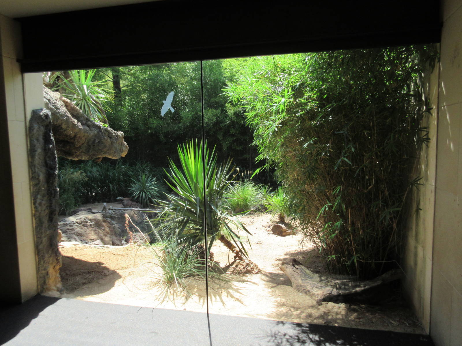 MOLA - Komodo Dragon Outdoor Exhibit