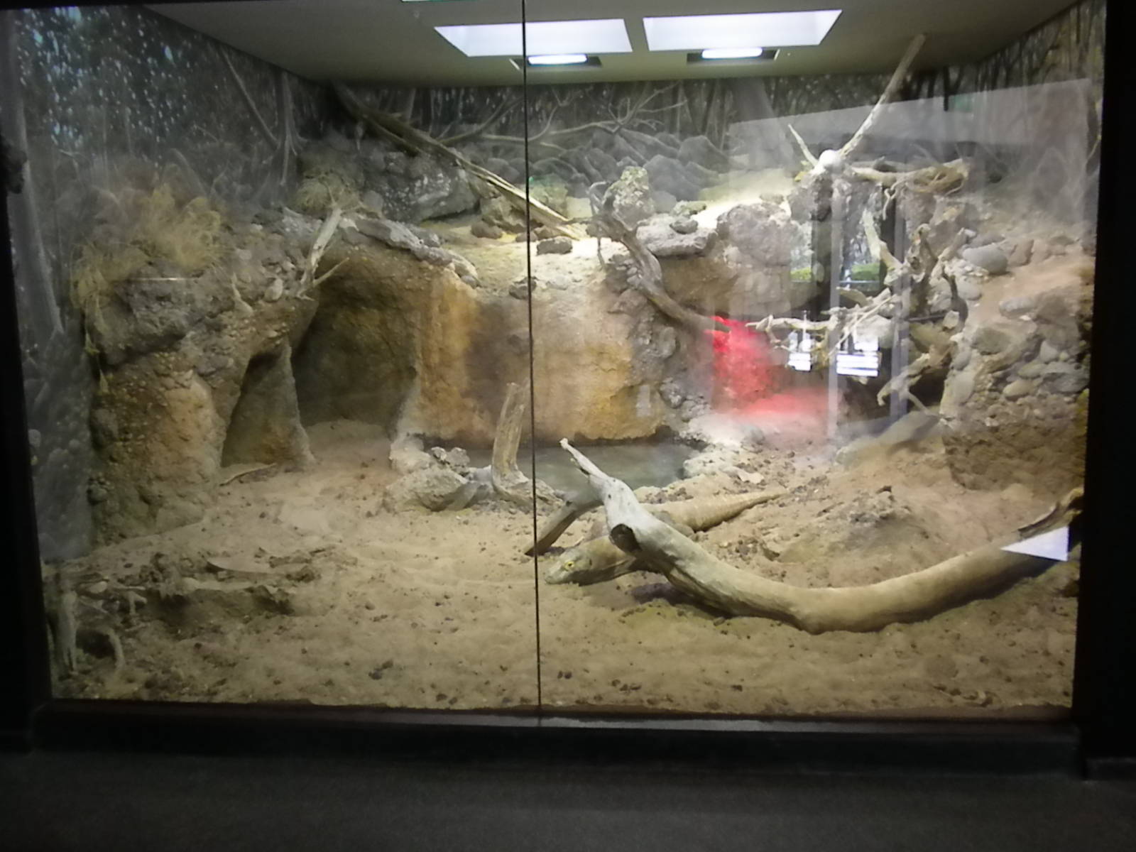 MOLA - Komodo Dragon