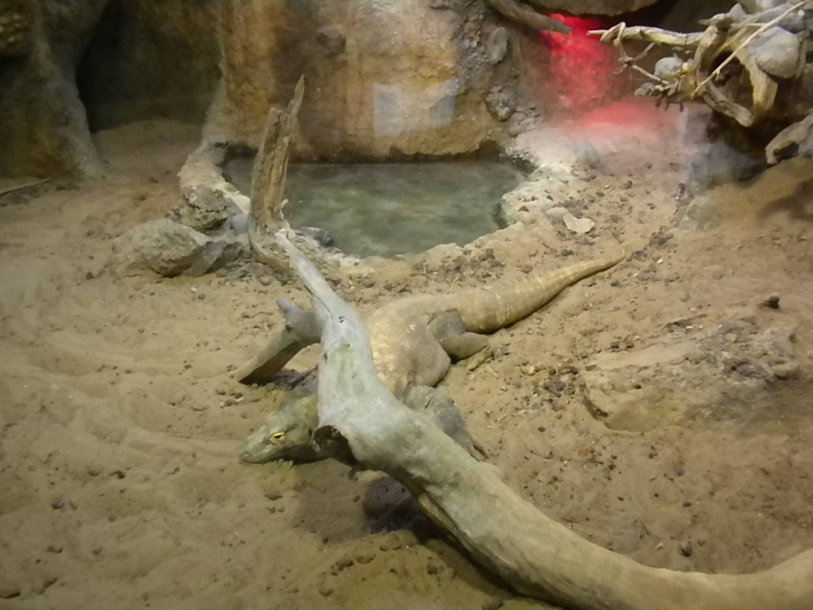 MOLA - Komodo Dragon