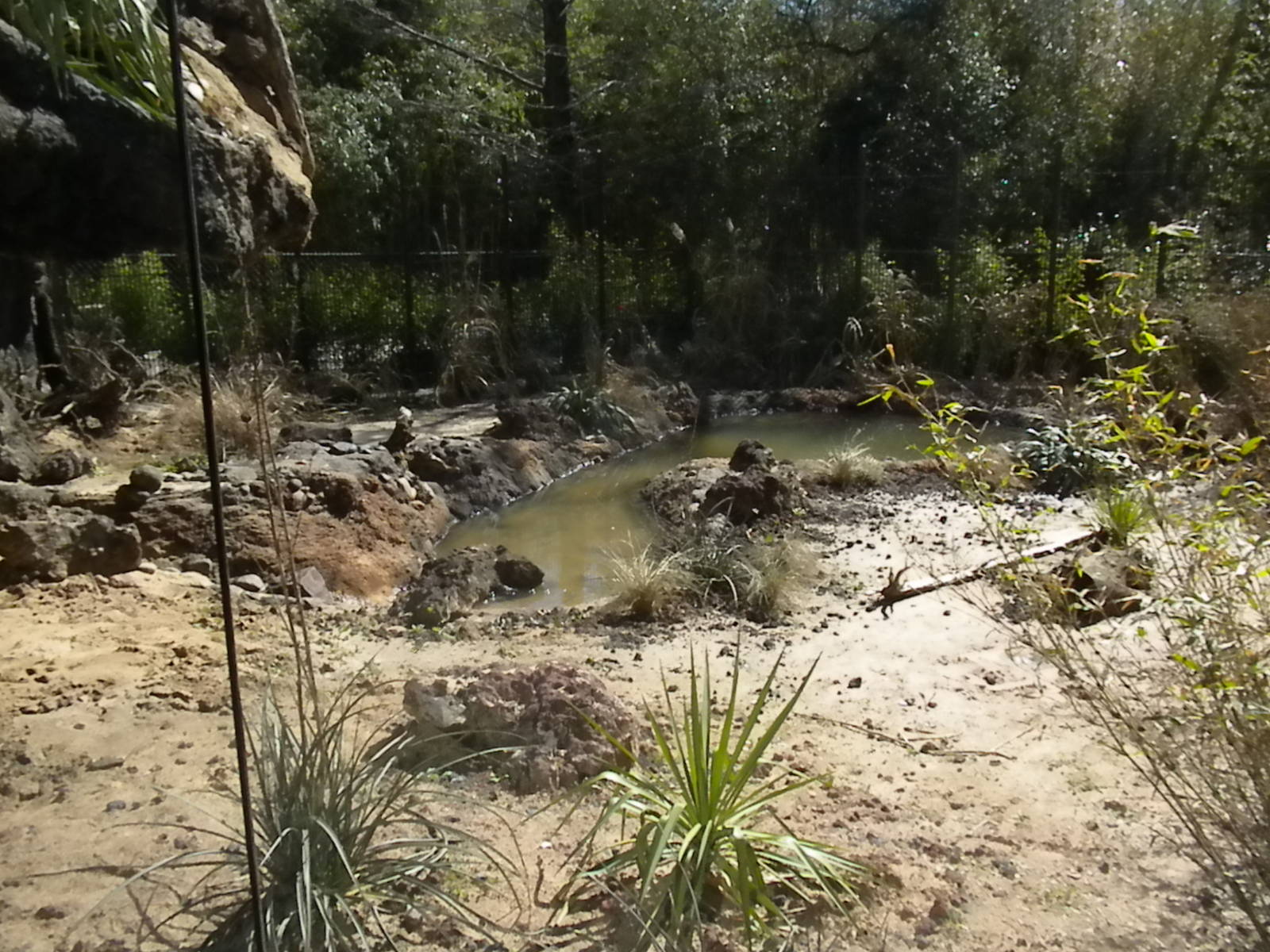 MOLA - Komodo Dragon