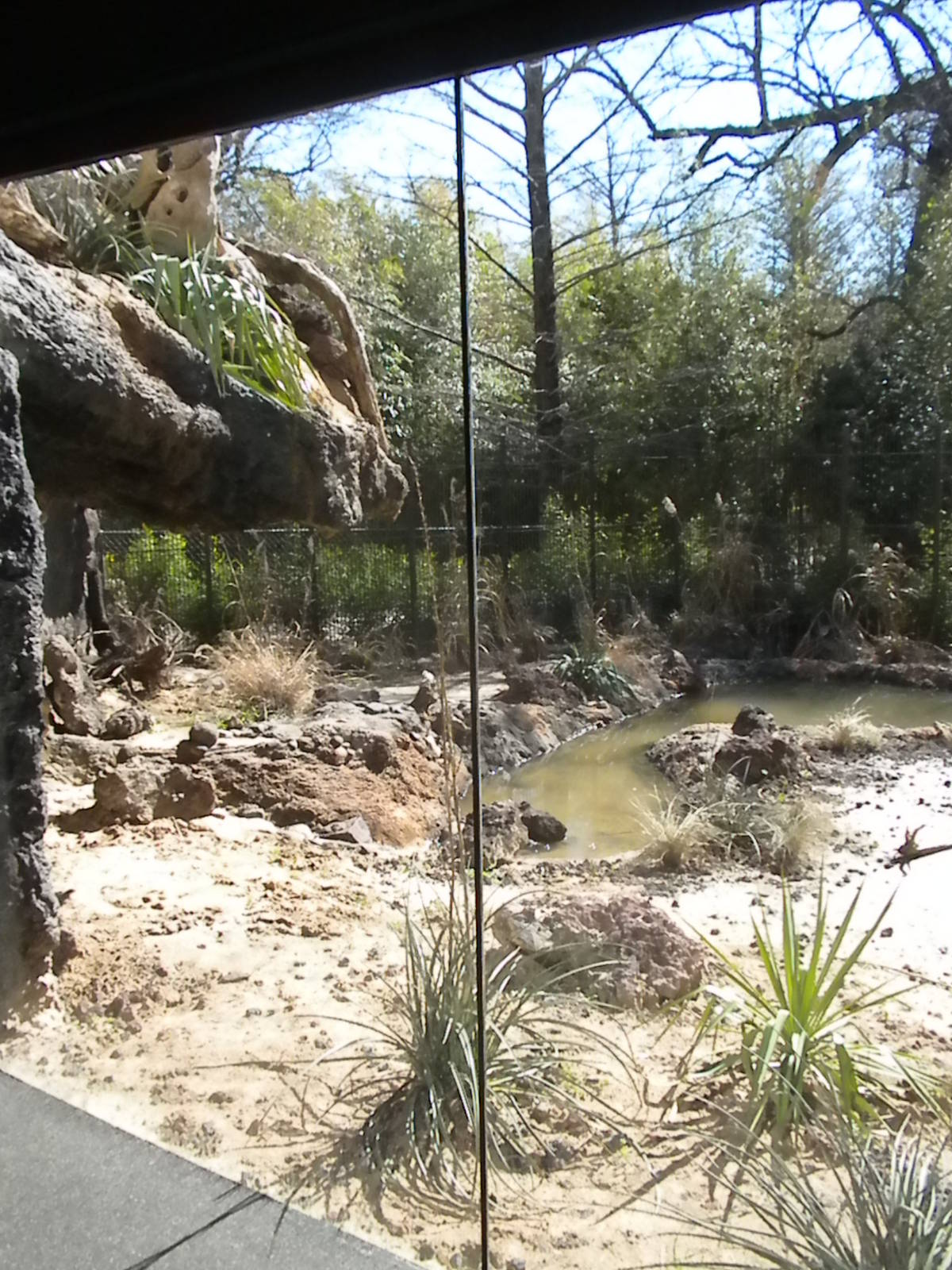 MOLA - Komodo Dragon