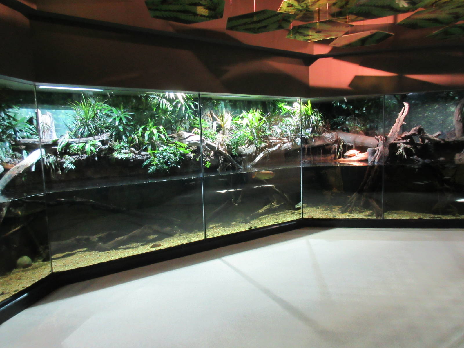 MOLA - Mixed-Species Exhibit (10 feet high and 35 feet long?)