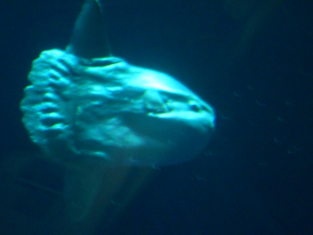 Mola mola