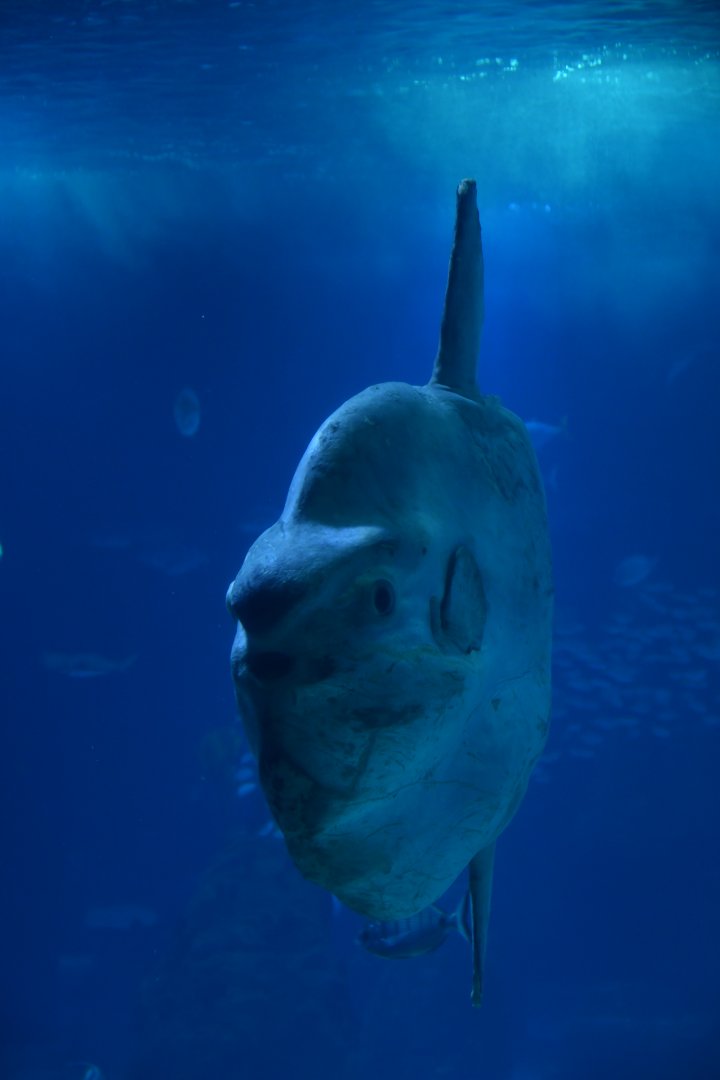 Mola mola