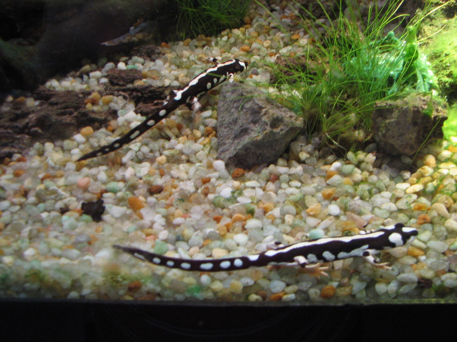 MOLA - Montane Gallery - Iranian Harlequin Newt