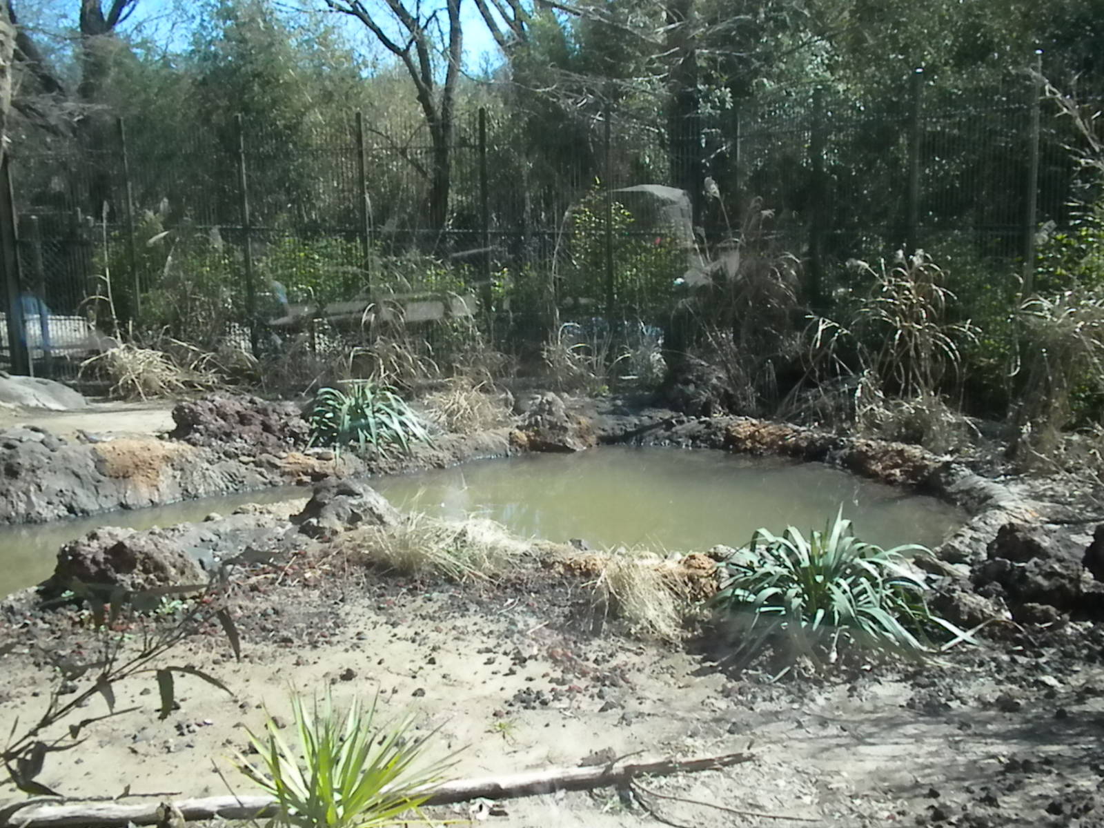 MOLA - Outdoor Komodo Dragon