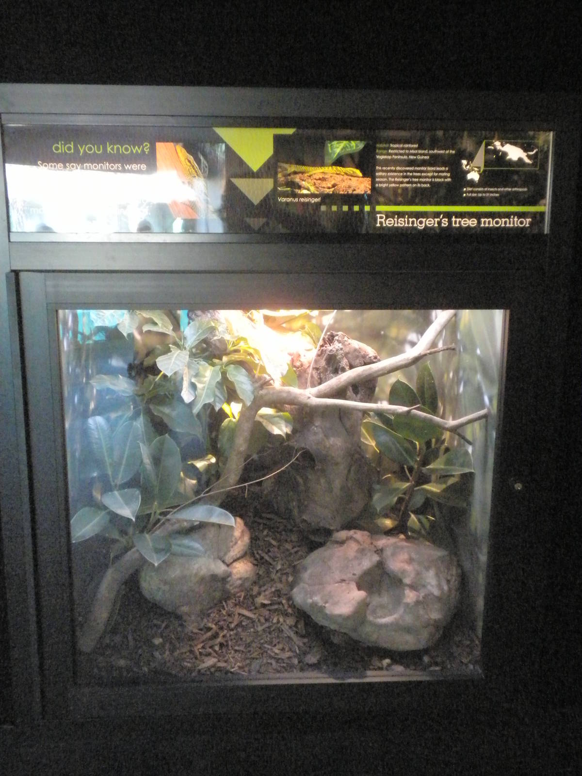 MOLA - Reisenger's Tree Monitor