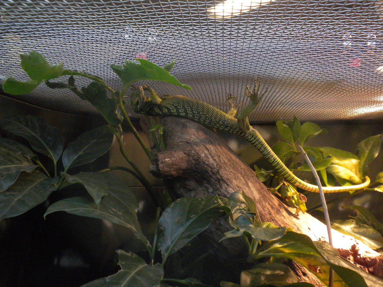 MOLA - Reisenger's Tree Monitor