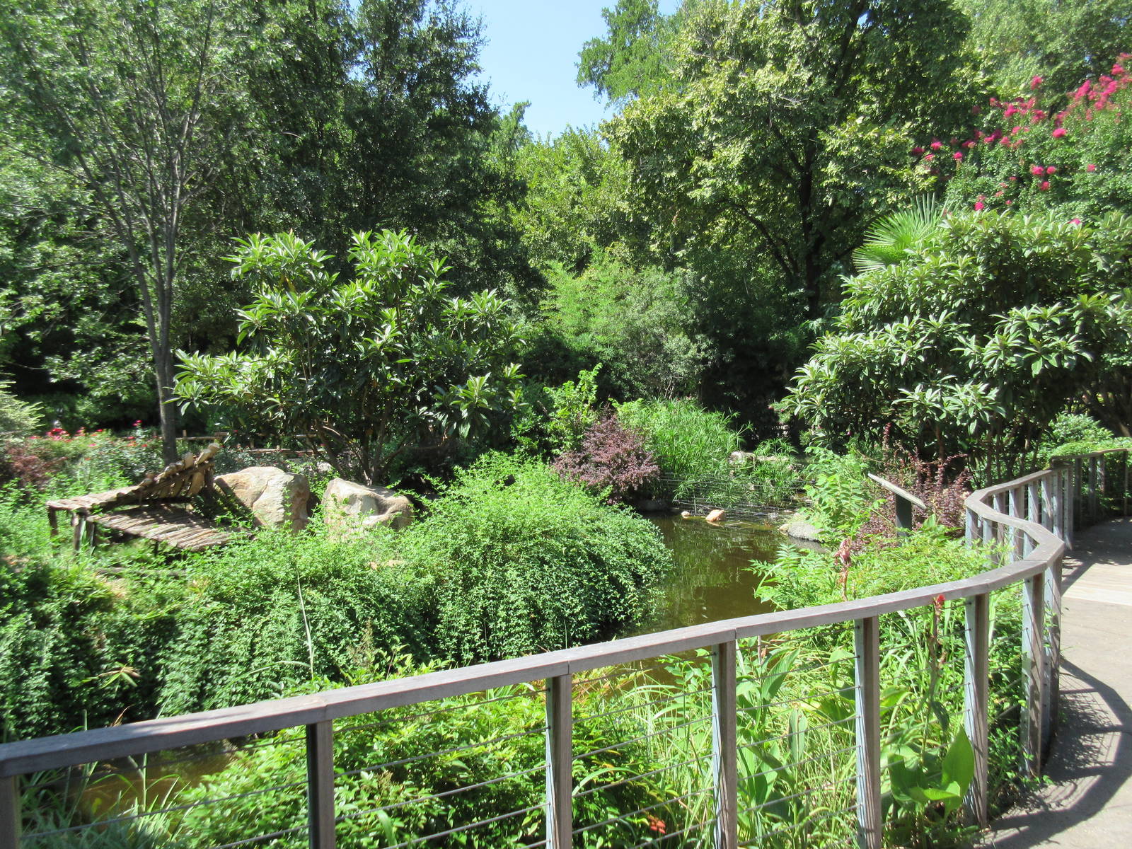 MOLA - Ring-Tailed Lemur Exhibit