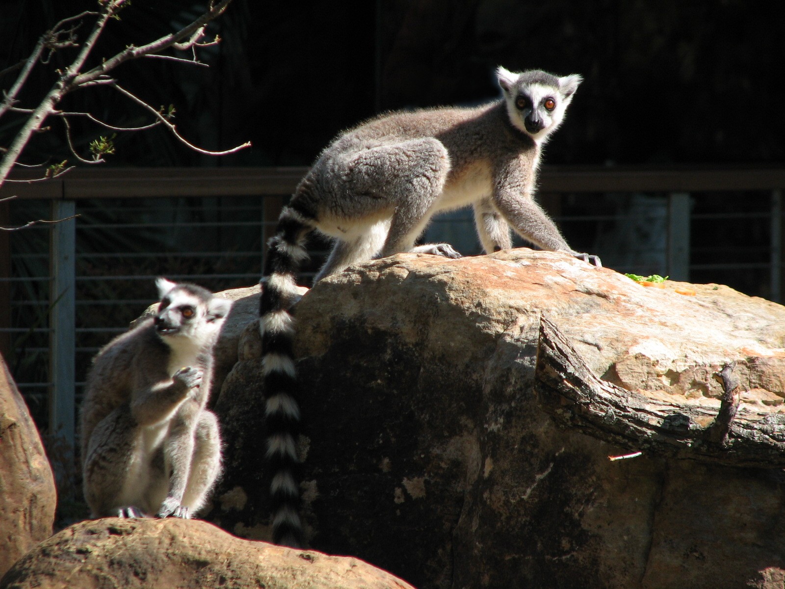 MOLA - Ring-tailed Lemur Exhibit