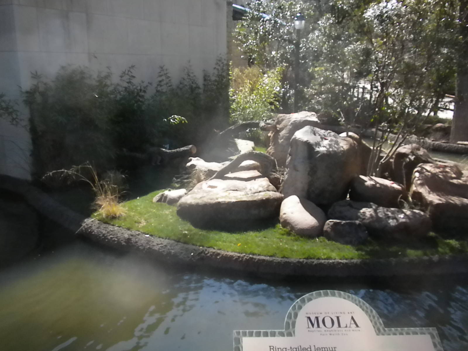 MOLA - Ring Tailed Lemur