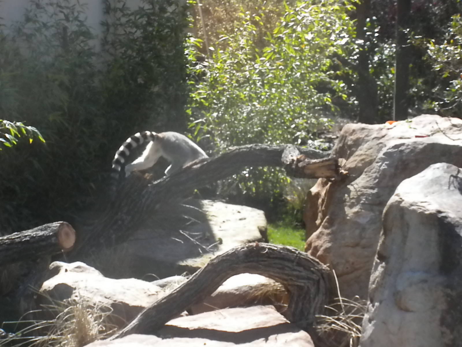 MOLA - Ring Tailed Lemur