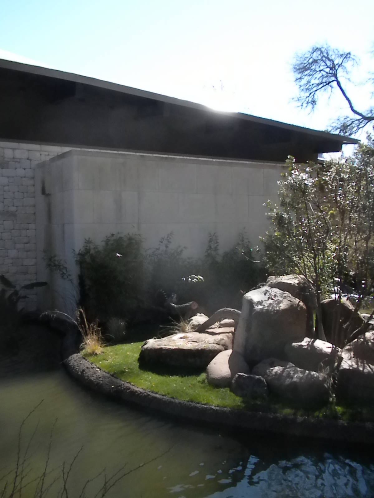 MOLA - Ring Tailed Lemur