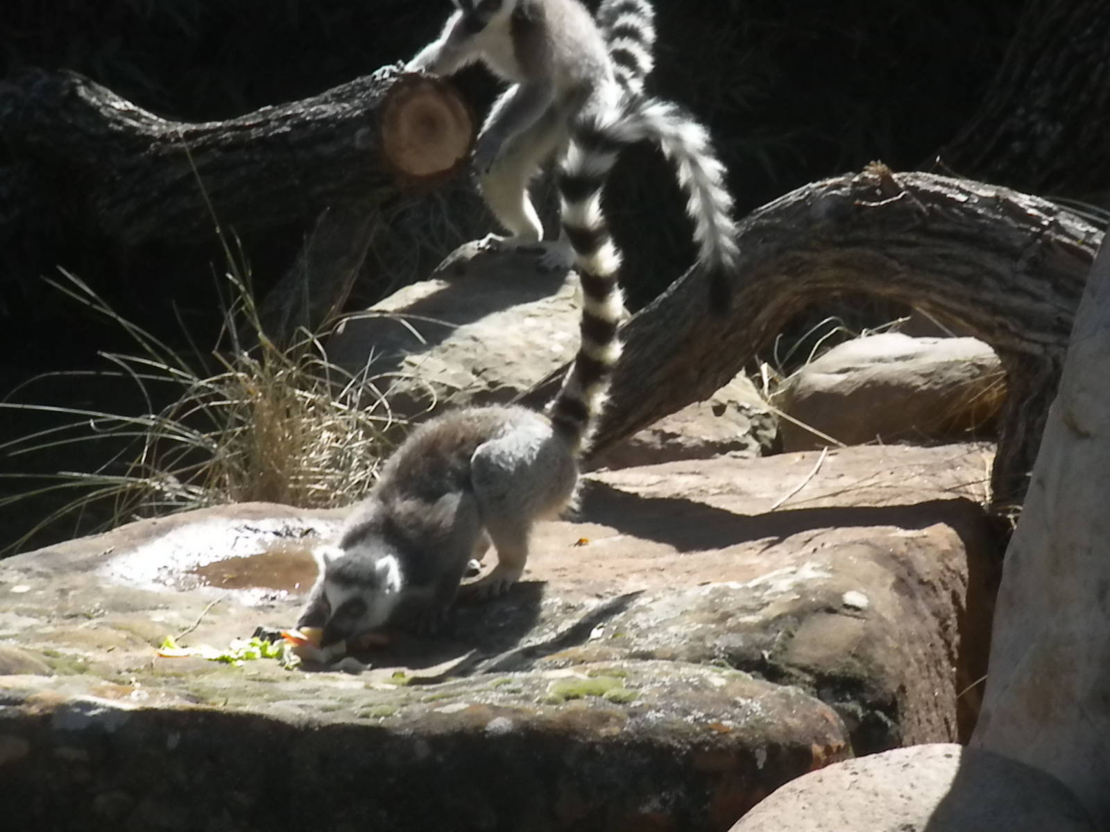 MOLA - Ring Tailed Lemur