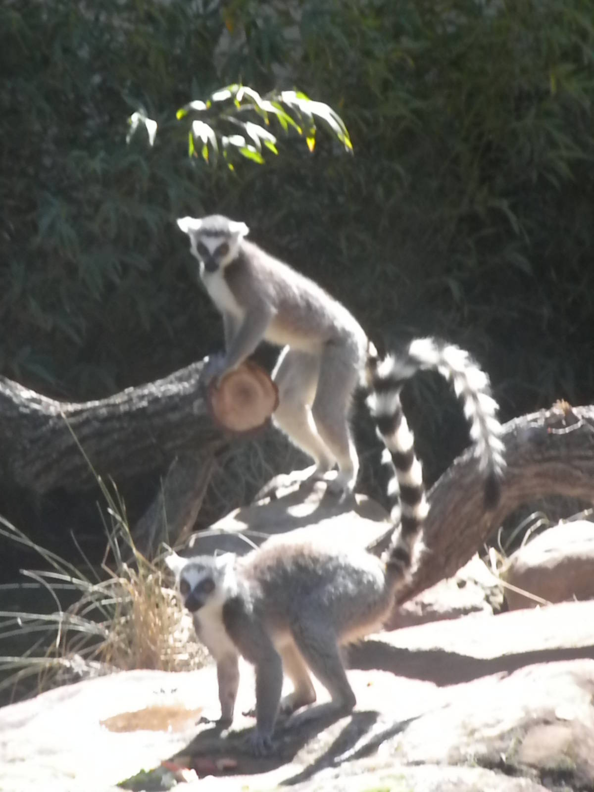 MOLA - Ring Tailed Lemur
