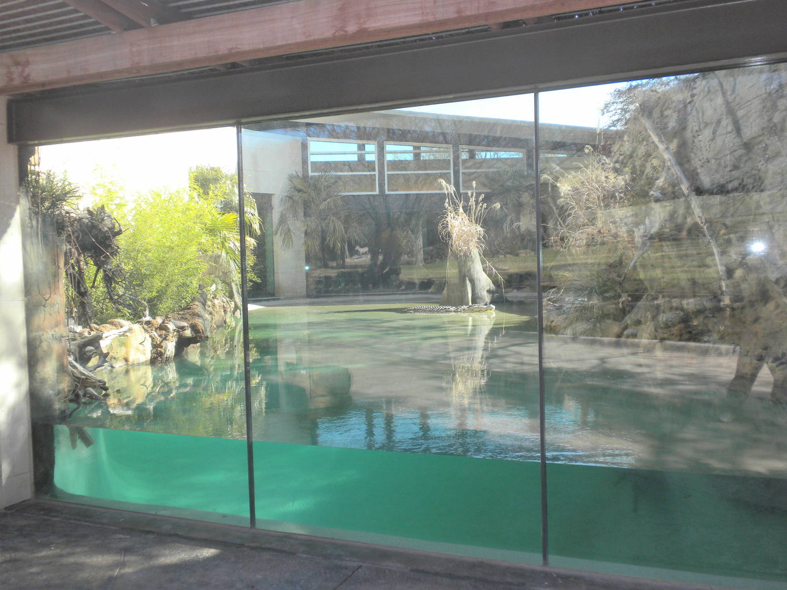 MOLA - Saltwater Croc