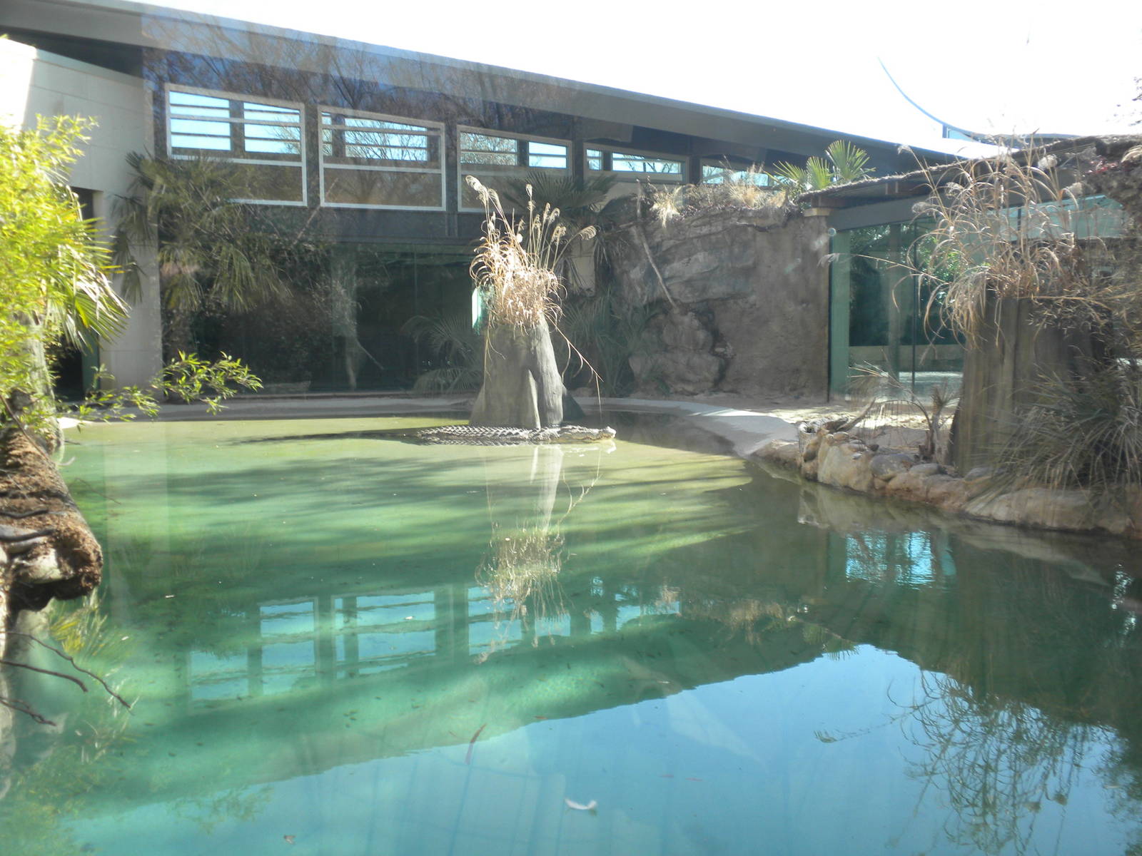 MOLA - Saltwater Croc