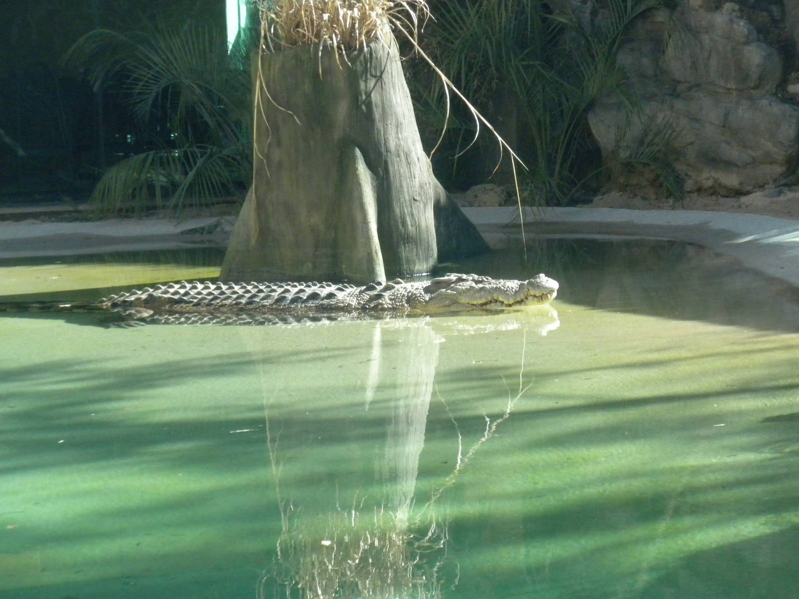 MOLA - Saltwater Croc