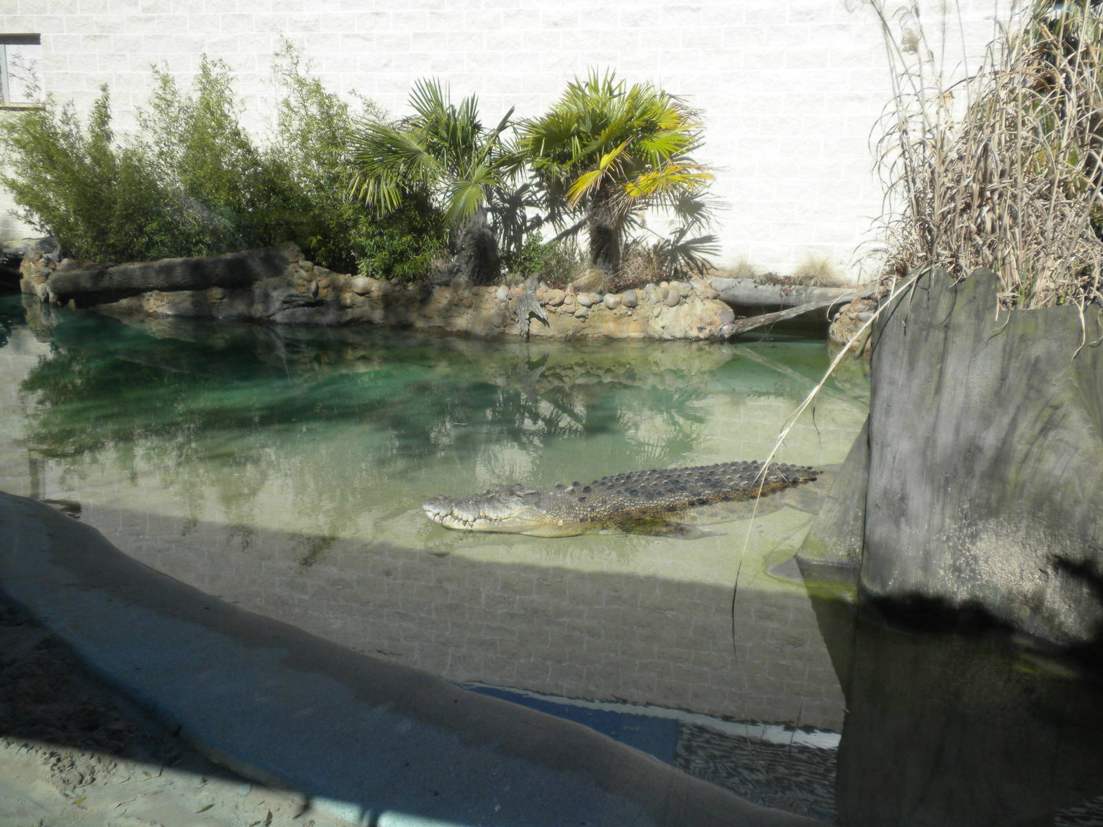 MOLA - Saltwater Croc