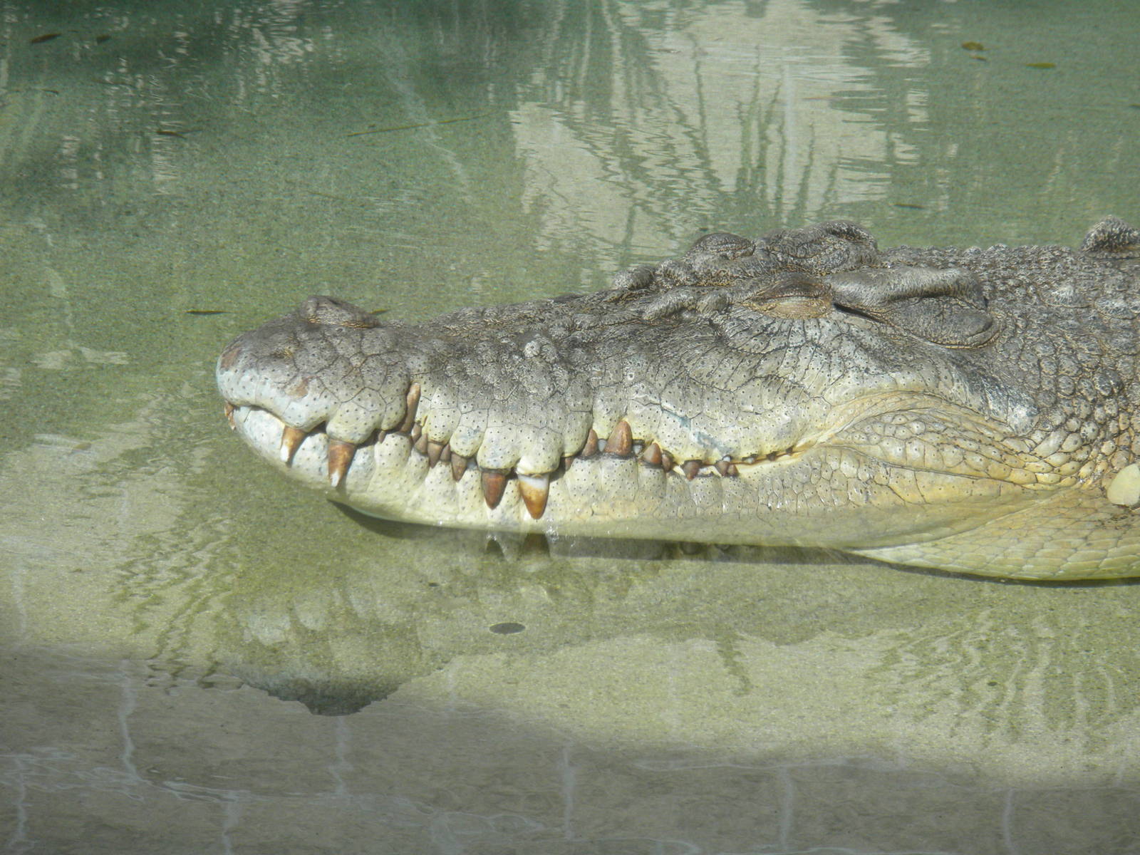 MOLA - Saltwater Croc