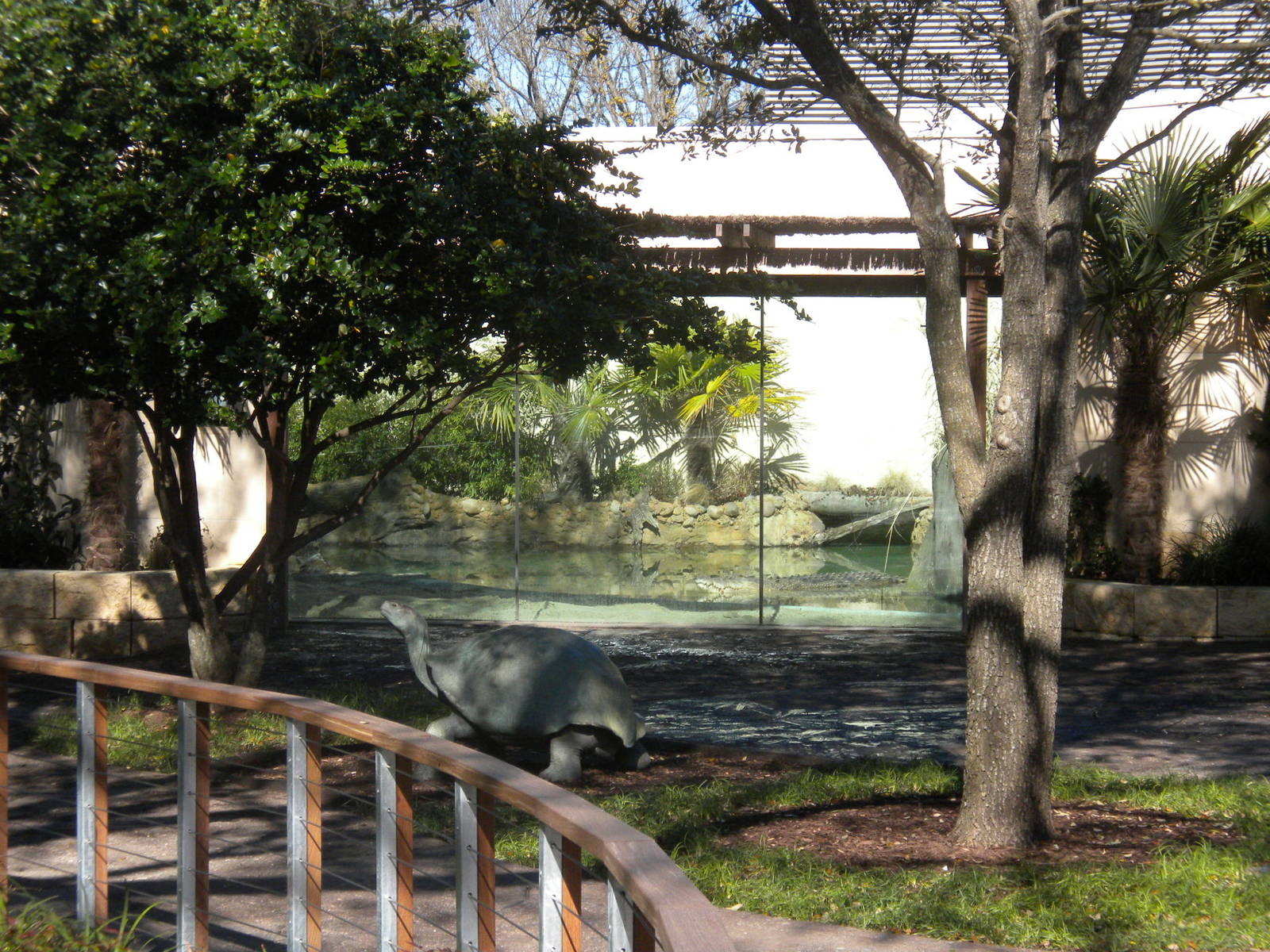 MOLA - Saltwater Croc