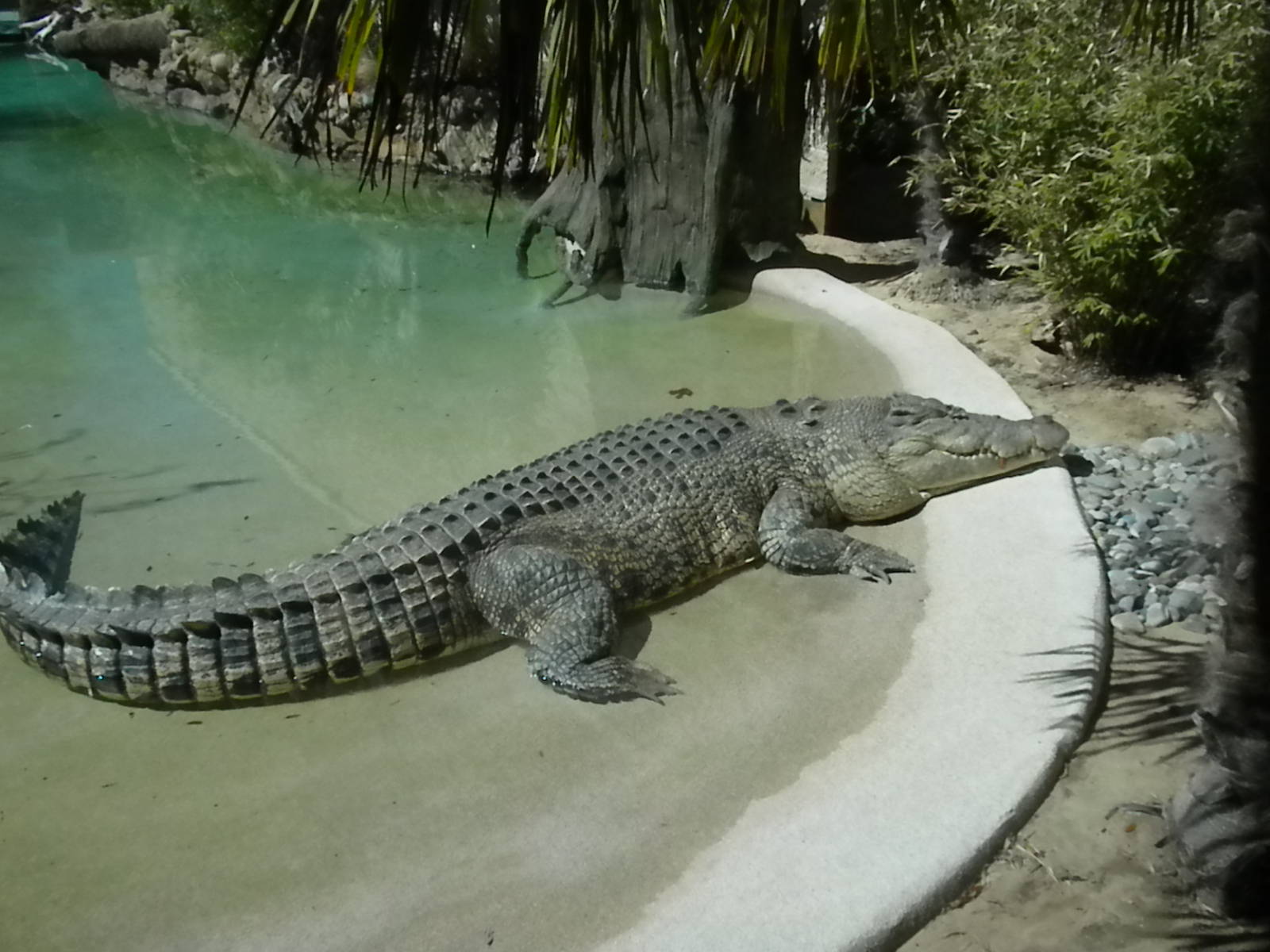 MOLA - Saltwater Croc