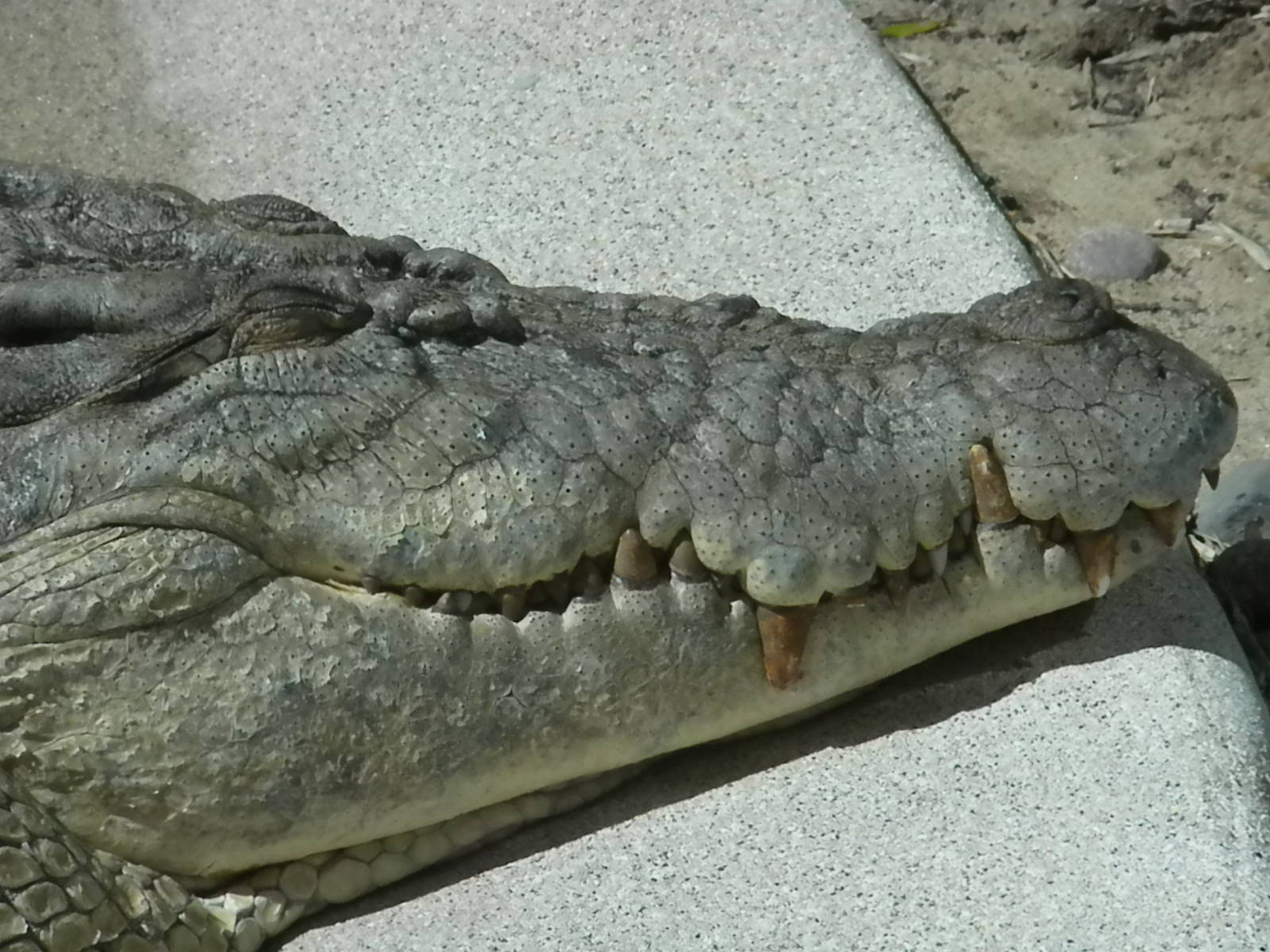 MOLA - Saltwater Croc