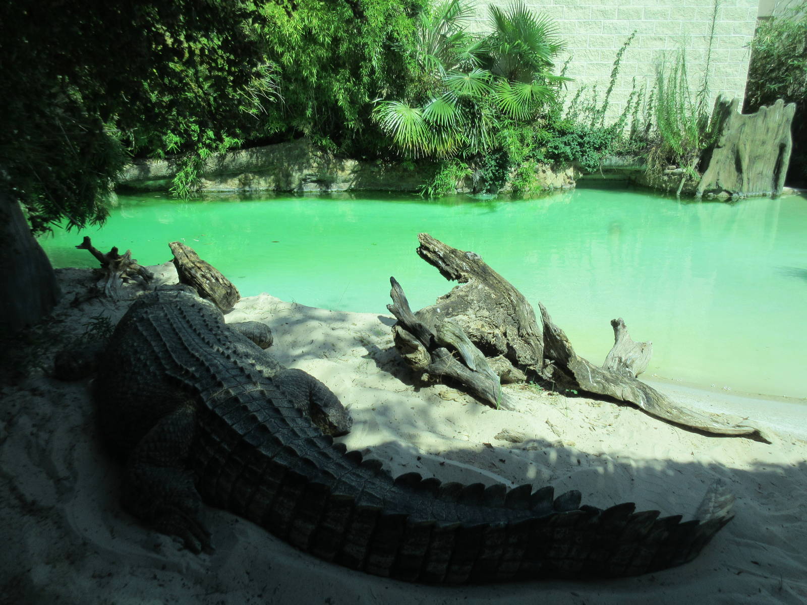 MOLA - Saltwater Crocodile (15 feet long)