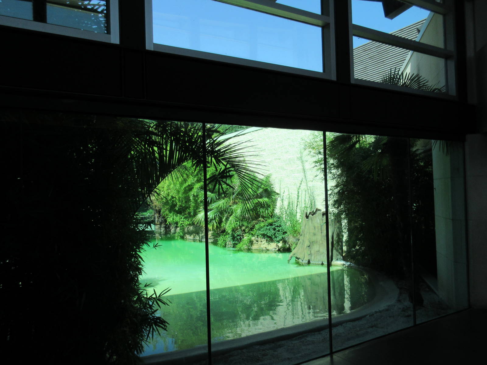 MOLA - Saltwater Crocodile Exhibit