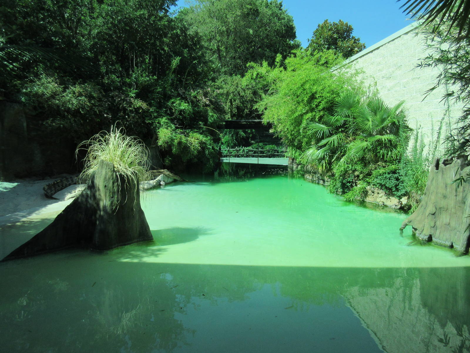 MOLA - Saltwater Crocodile Exhibit