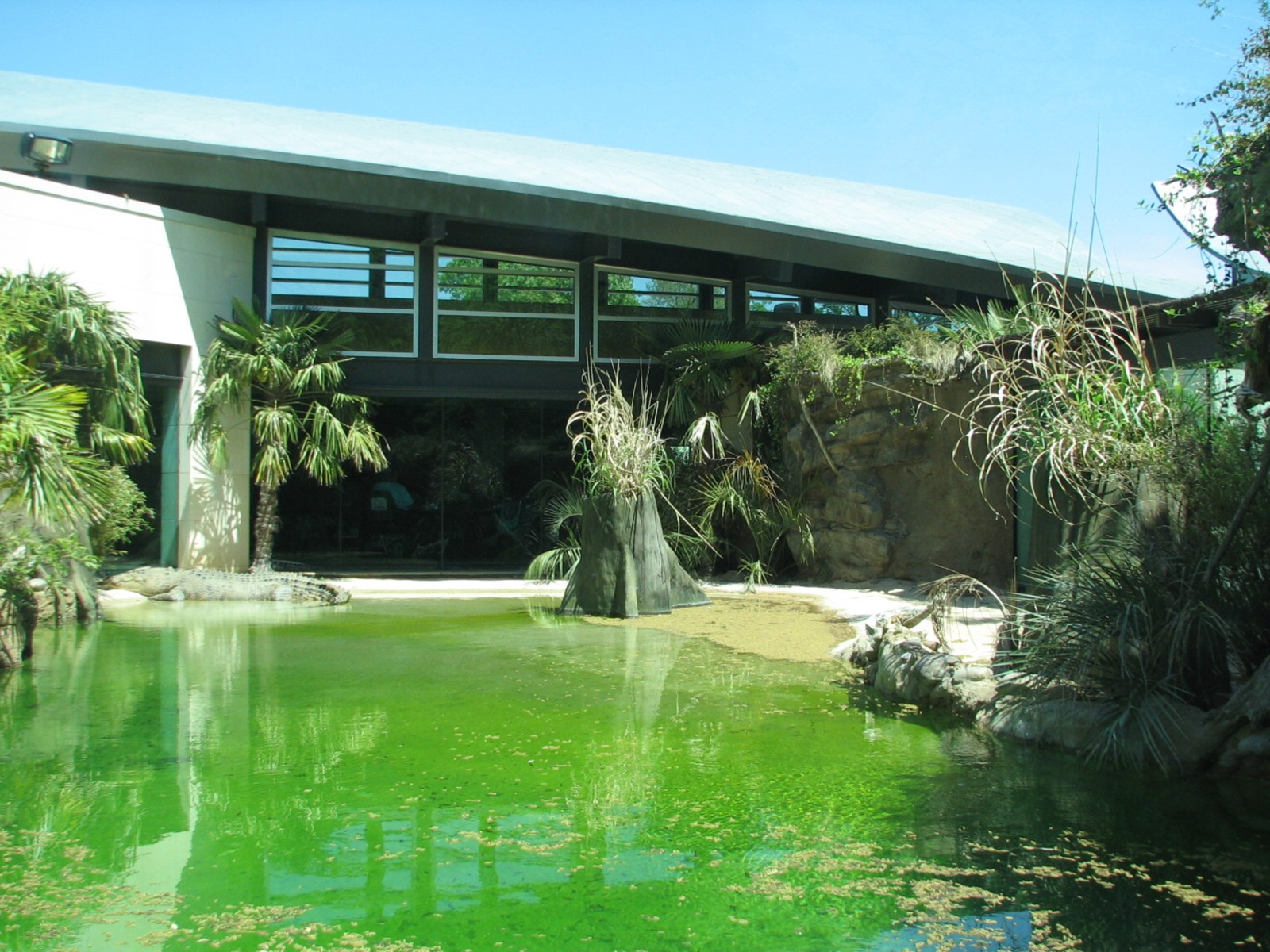 MOLA - Saltwater Crocodile Exhibit