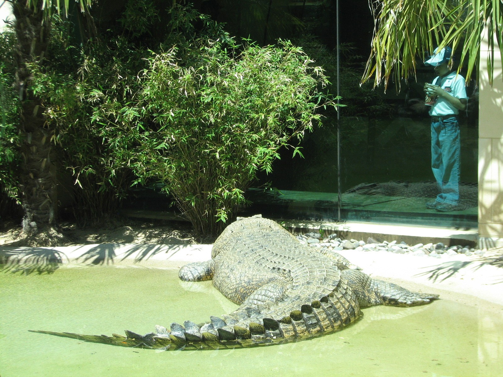 MOLA - Saltwater Crocodile Exhibit