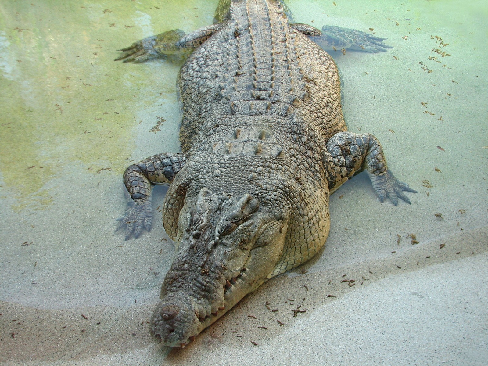 MOLA - Saltwater Crocodile Exhibit