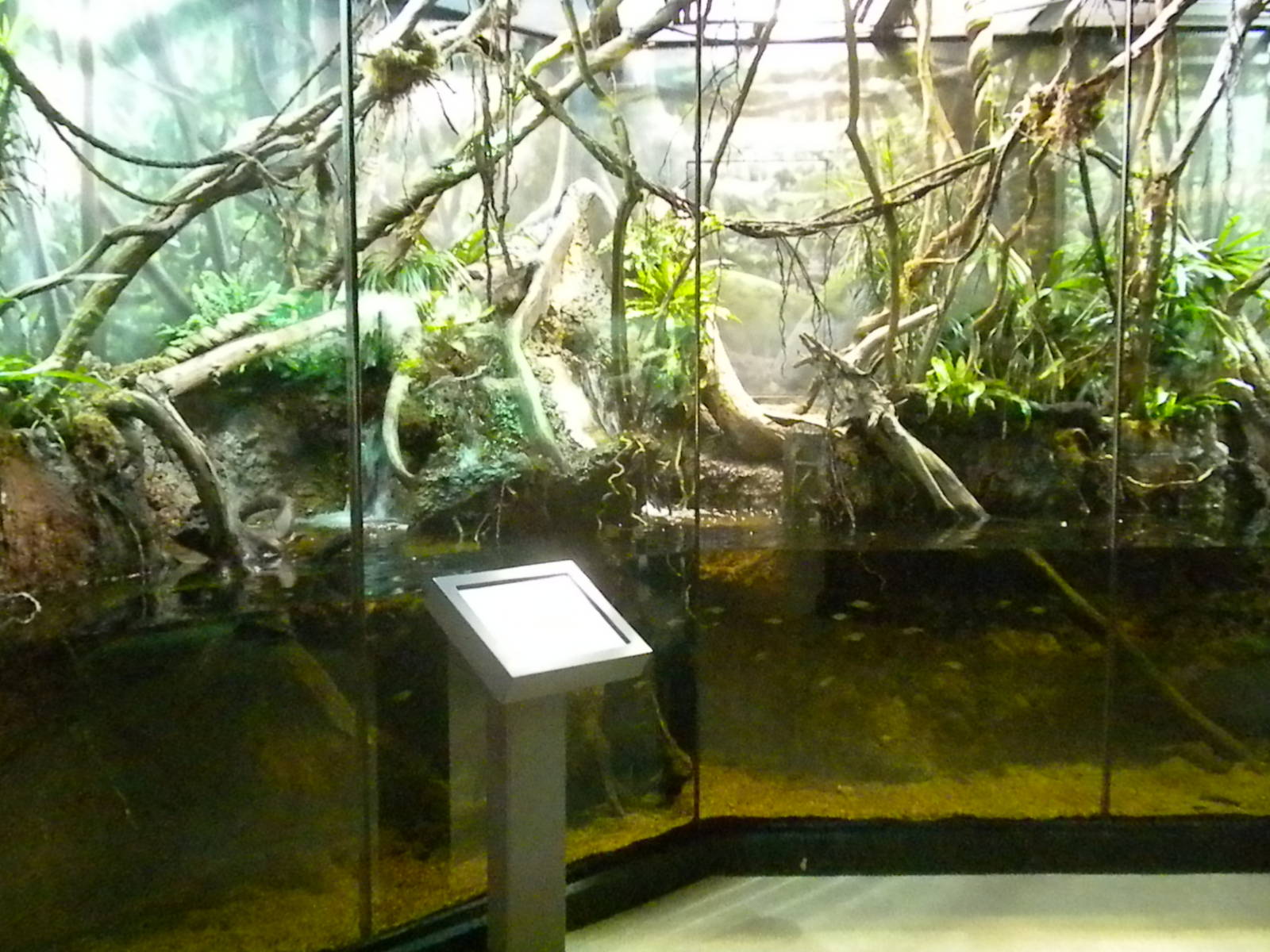 MOLA - Tropical Trails