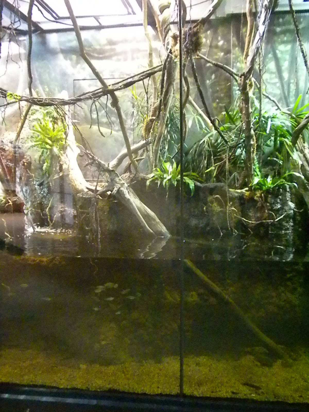 MOLA - Tropical Trails