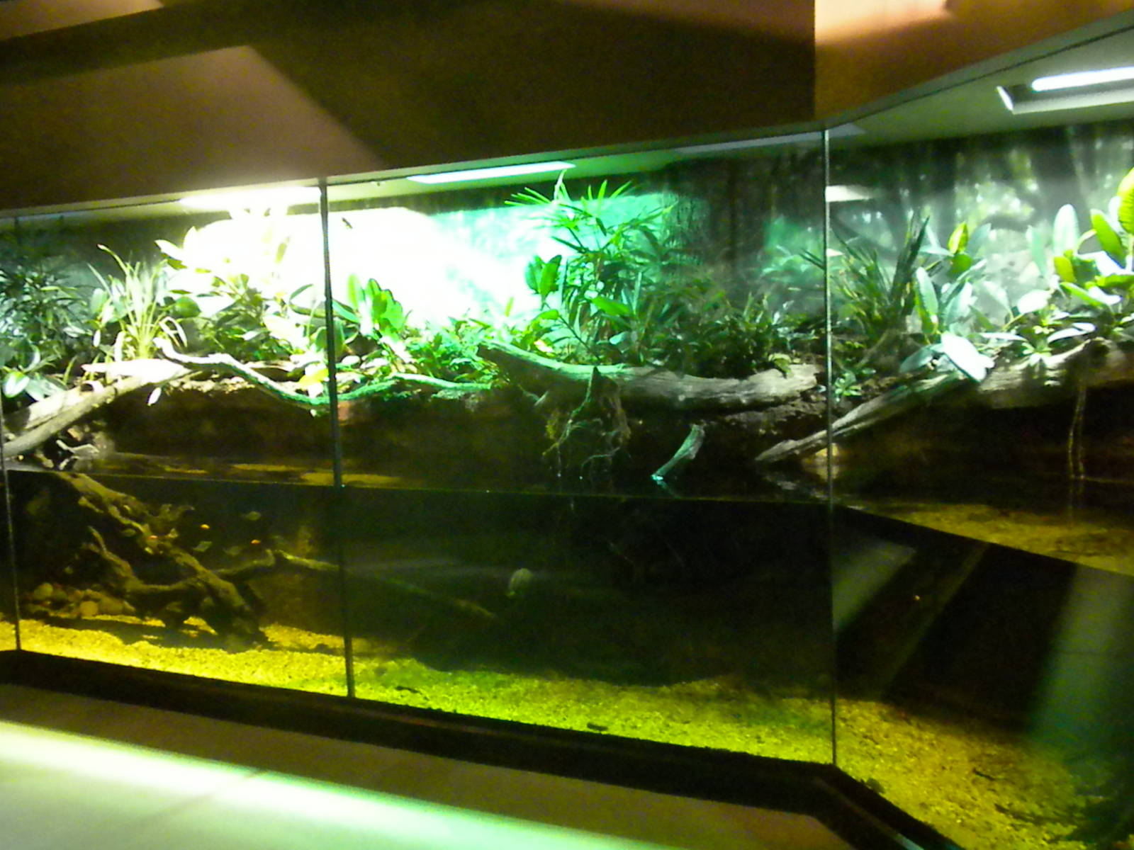 MOLA - Tropical Trails