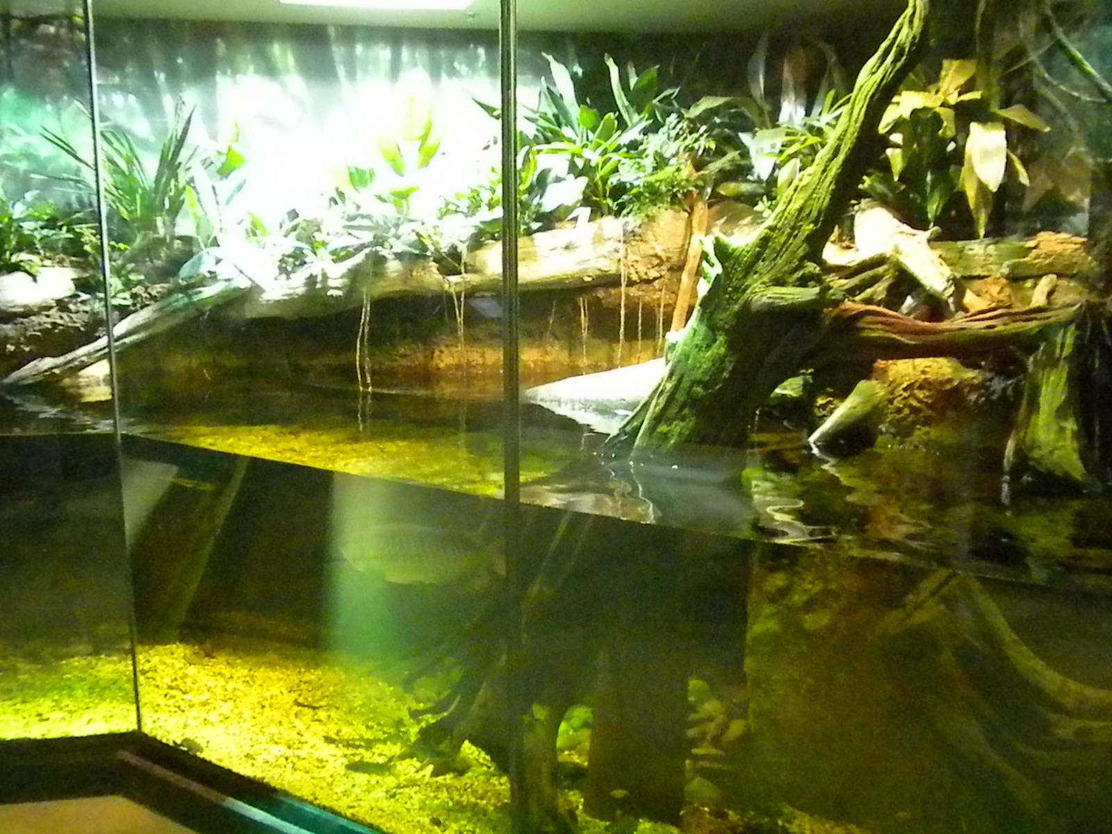 MOLA - Tropical Trails