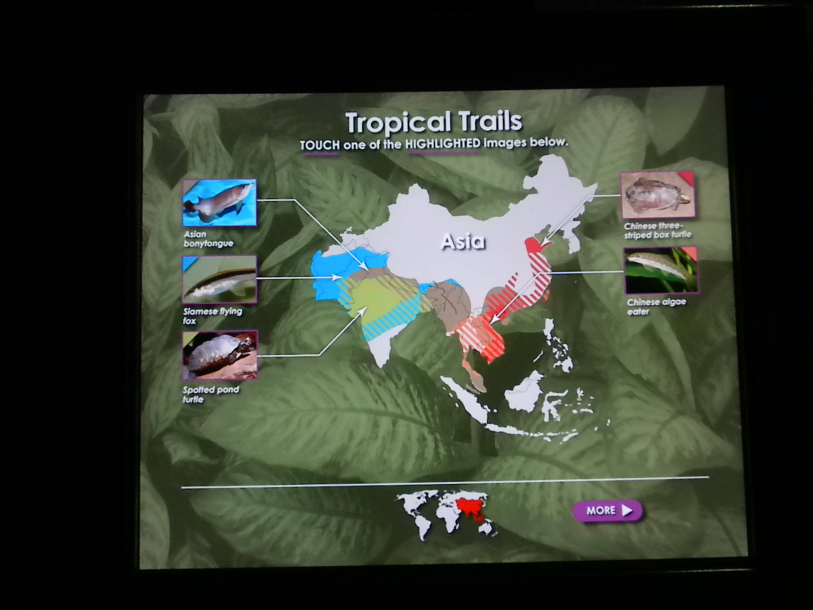 MOLA - Tropical Trails