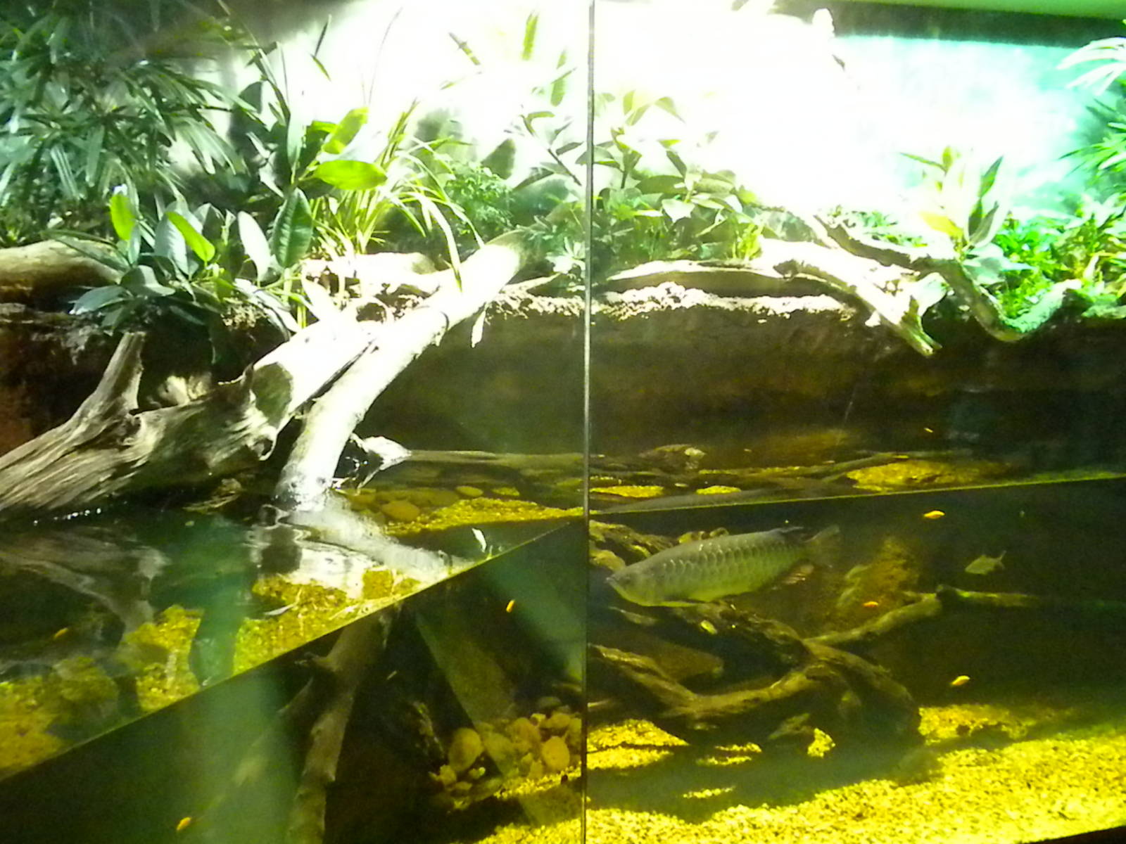 MOLA - Tropical Trails