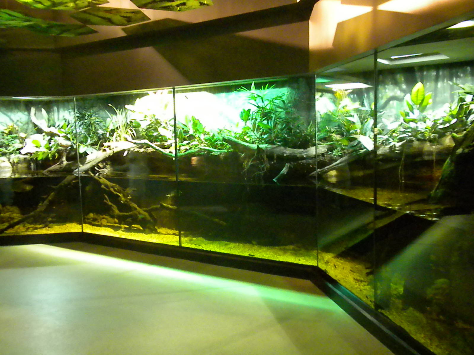 MOLA - Tropical Trails