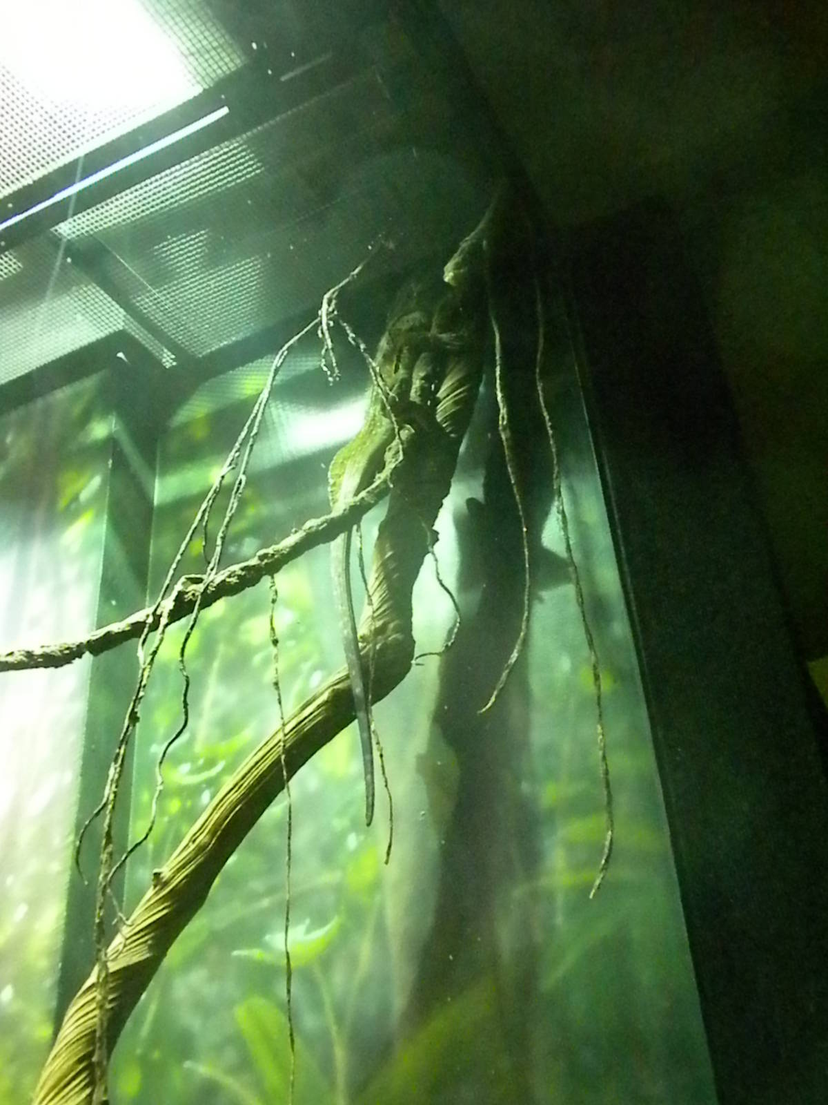 MOLA - Tropical Trails