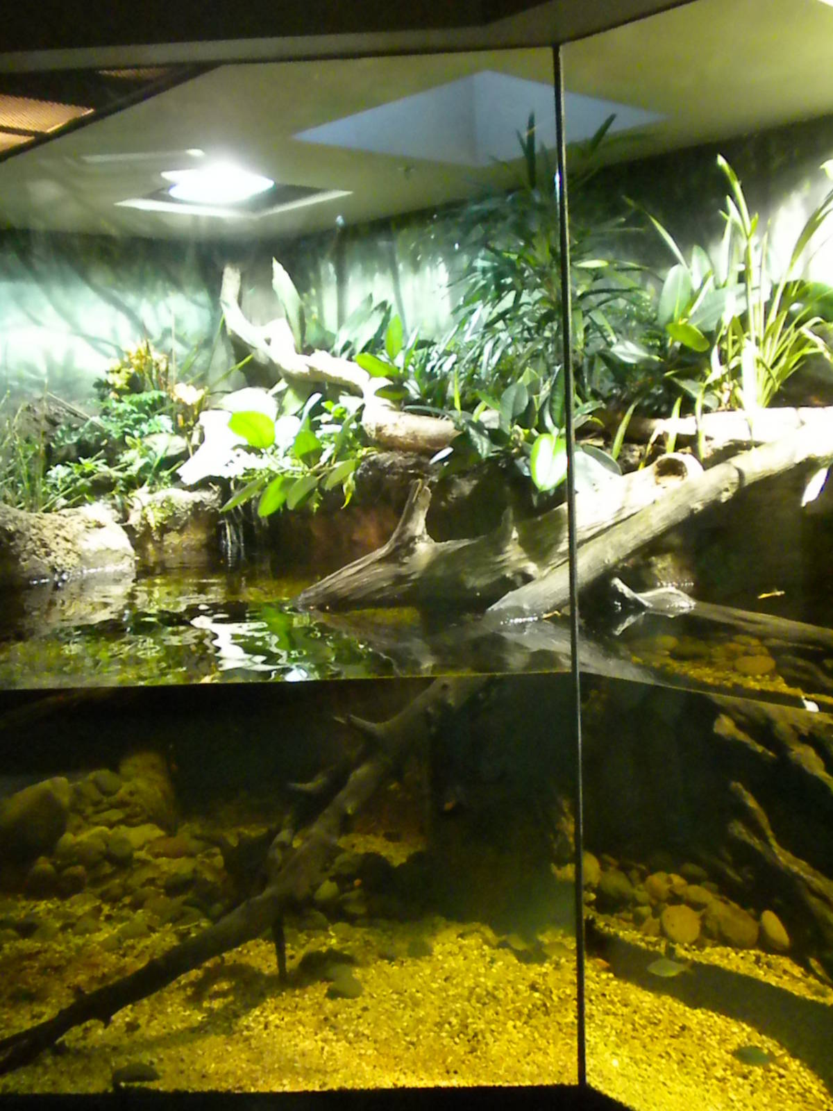 MOLA - Tropical Trails