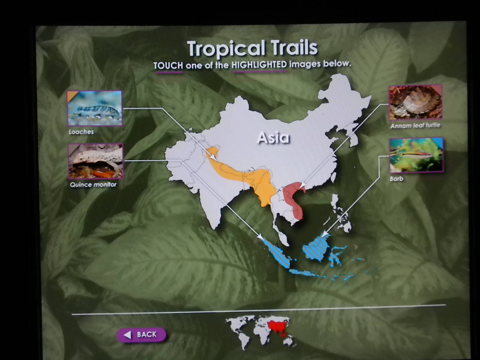 MOLA - Tropical Trails