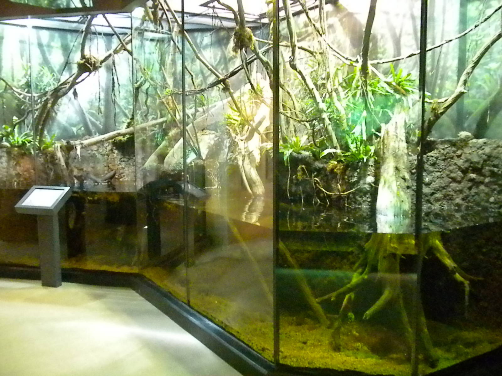 MOLA - Tropical Trails