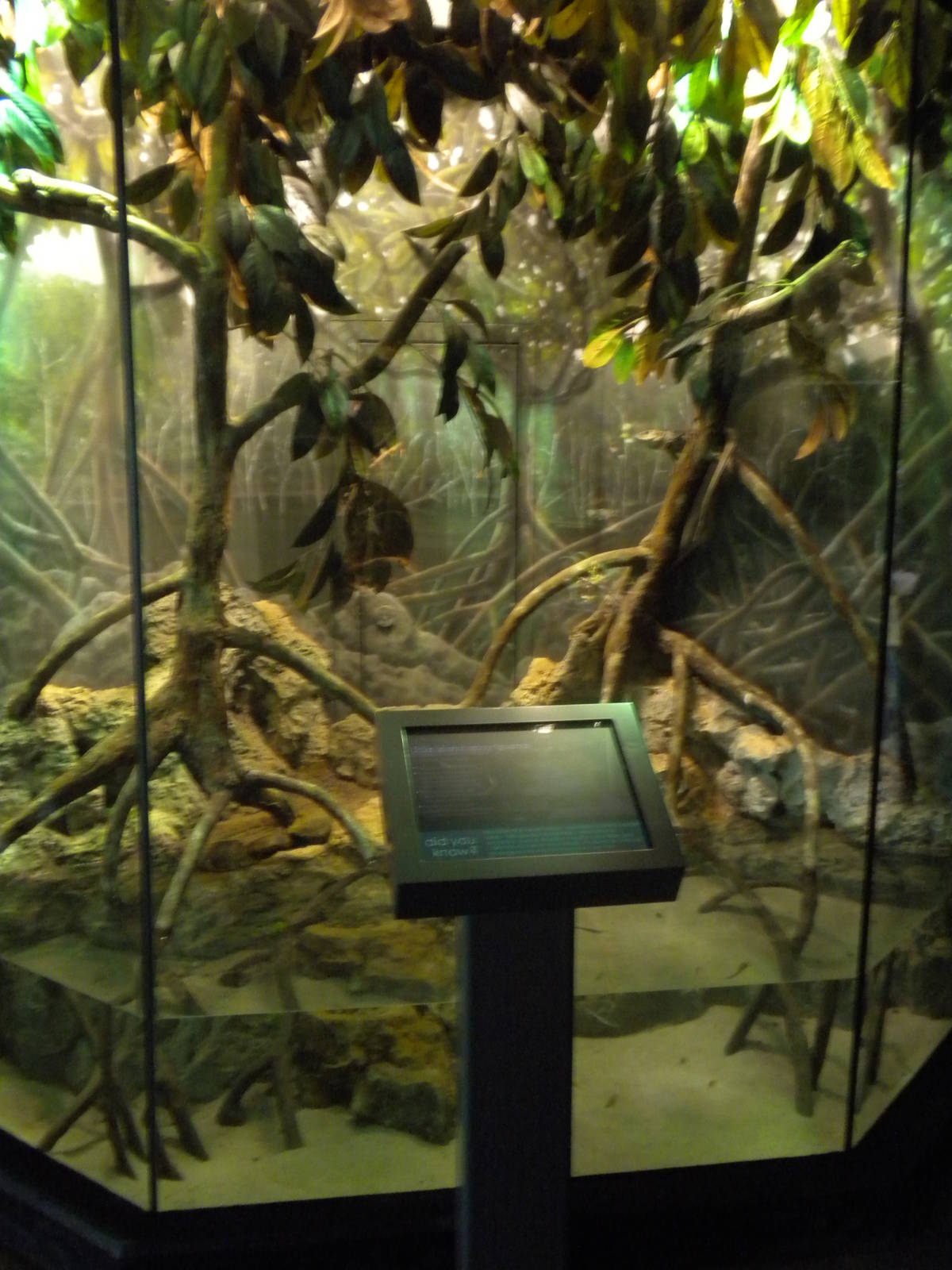 MOLA - Utila Island Iguana